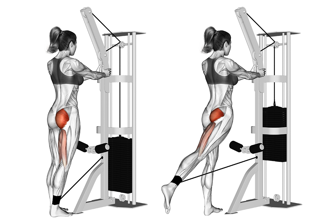 Cable Hip Extension V2